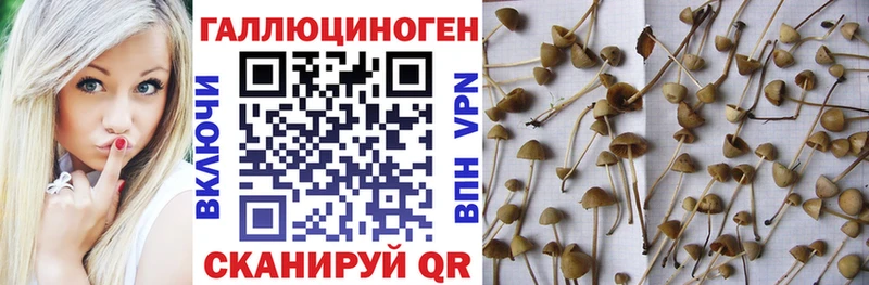 Галлюциногенные грибы GOLDEN TEACHER  что такое наркотик  гидра ТОР  Туапсе 