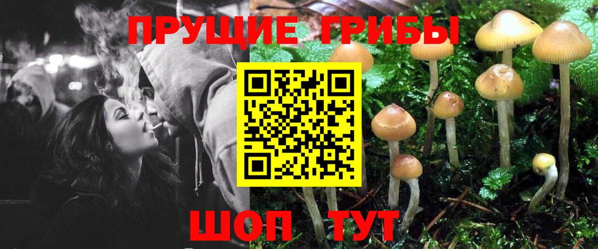 Туапсе  Галлюциногенные грибы Psilocybine cubensis  Вход с VPN 